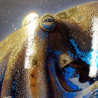 Cosmic Visions – 3 Poster Bundle